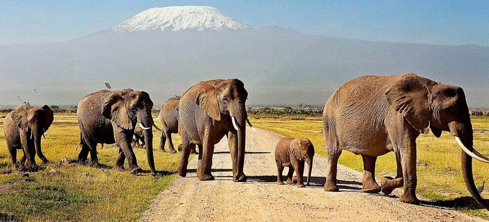 Kenya Budget Camping Safari