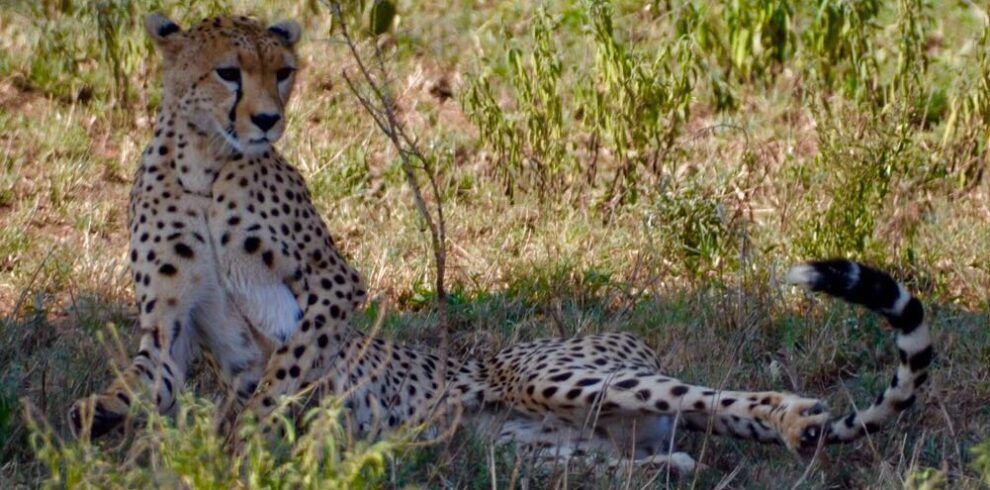 Tanzania Bush Safari Adventure