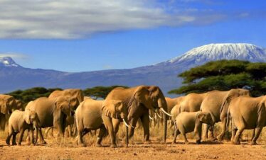 Kenya Big five Safari Tour