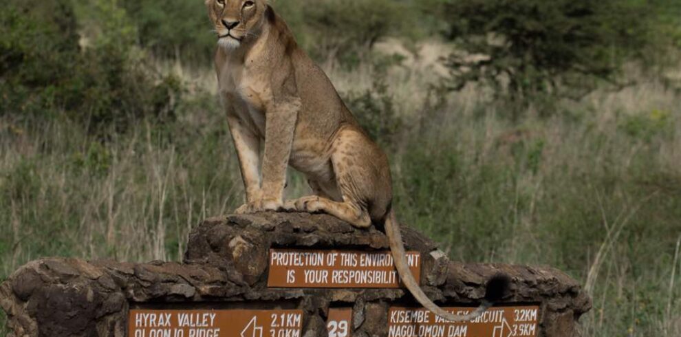 Majestic Kenya Luxury Safari