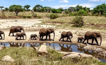 Safari in Kenya Tanzania Uganda