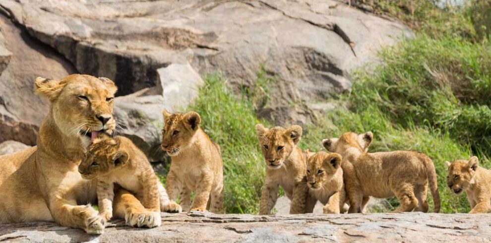 Tanzania Southern Circuit Safari