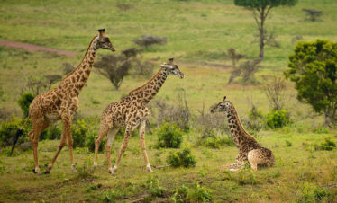 Masai Mara Nakuru Naivasha Safari Tour