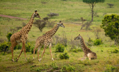 Masai Mara Nakuru Naivasha Safari Tour