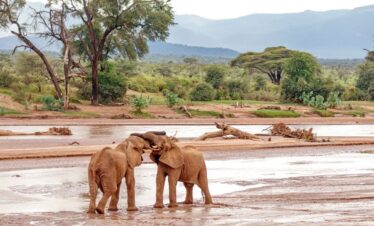 samburu national reserve