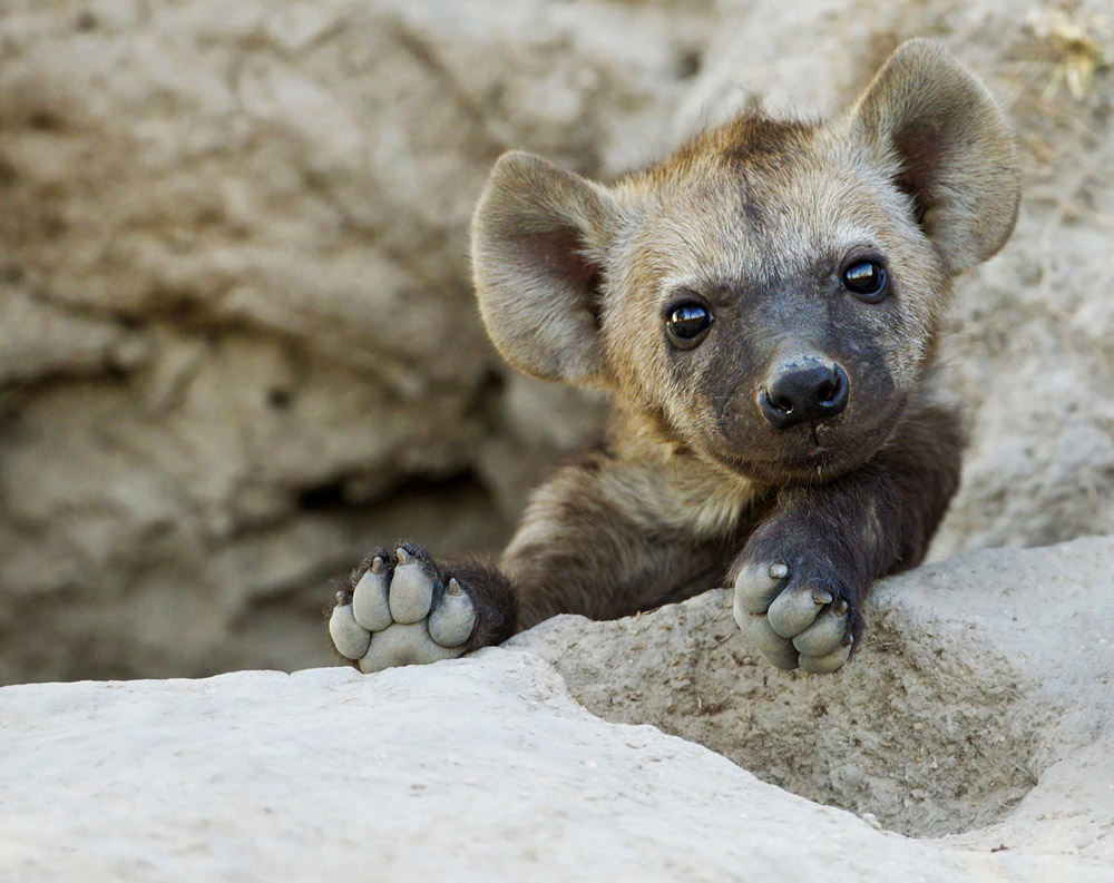 mikumi national park