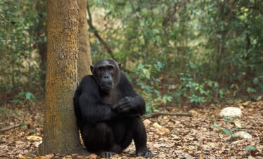 Rwanda Gorilla Primates Safari