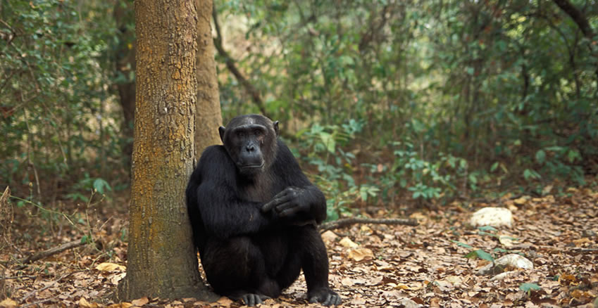Rwanda Gorilla Primates Safari