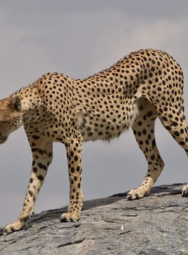 Tanzania Safari Tours