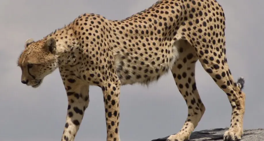 Tanzania Safari Tours