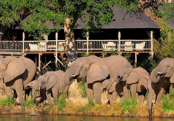 South Africa sabi sabi game reserve
