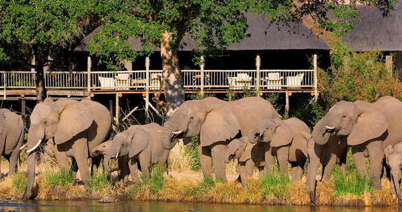 South Africa sabi sabi game reserve