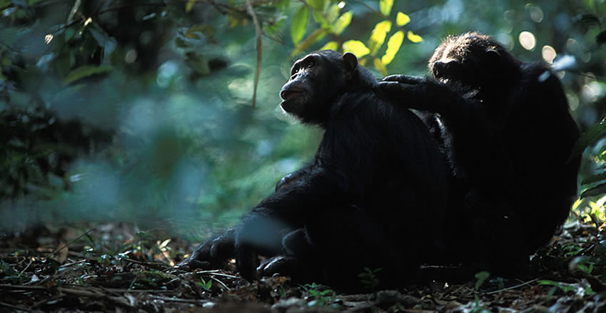Mountain gorilla trekking in Uganda and Rwanda