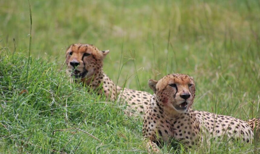 Explore Tanzania: A Guide to Africa’s Untamed Beauty