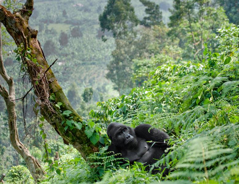 community conservation project
