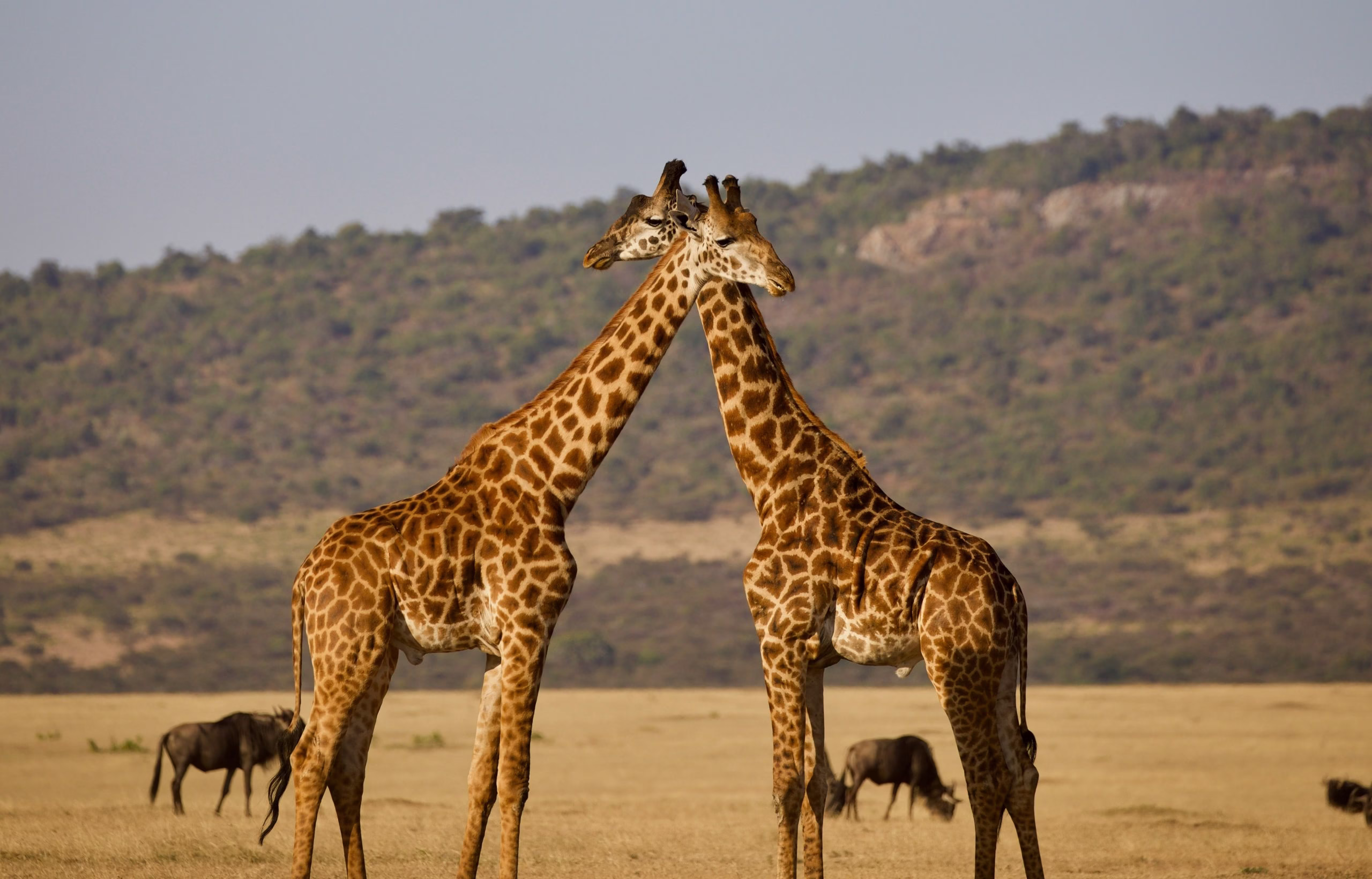 How long should a safari be?