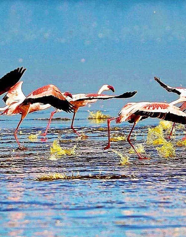 Bird watching safari