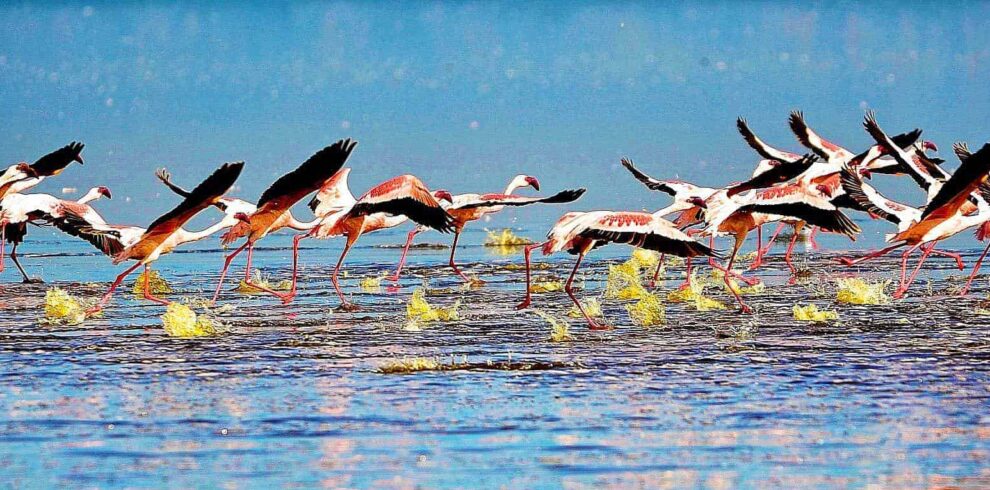 Bird watching safari