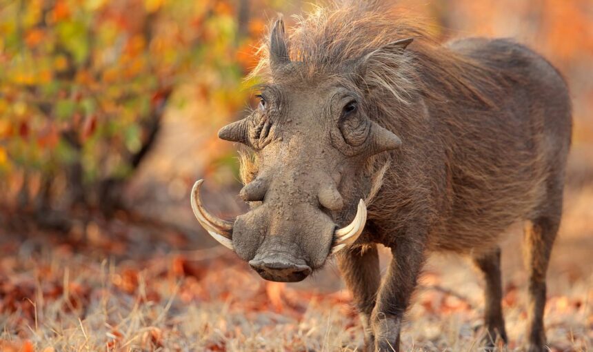 Warthog