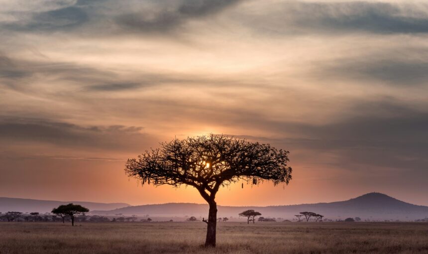 The Rustic Safari Experience
