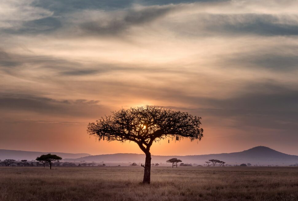 The Rustic Safari Experience