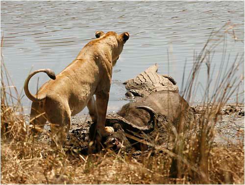Mikumi National Park Highlights
