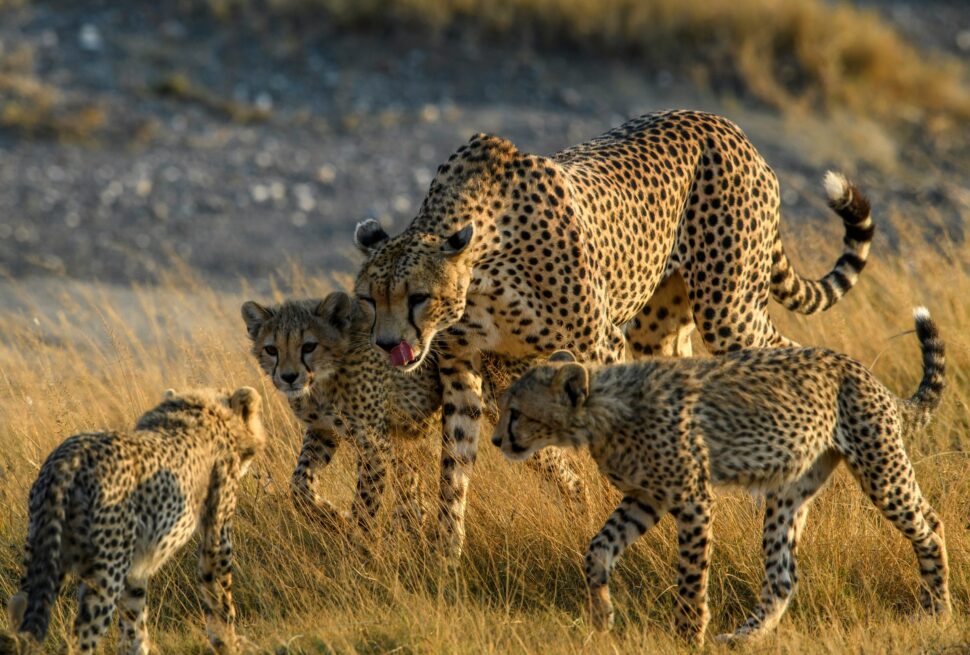 The Tanzania Budget Camping Safari