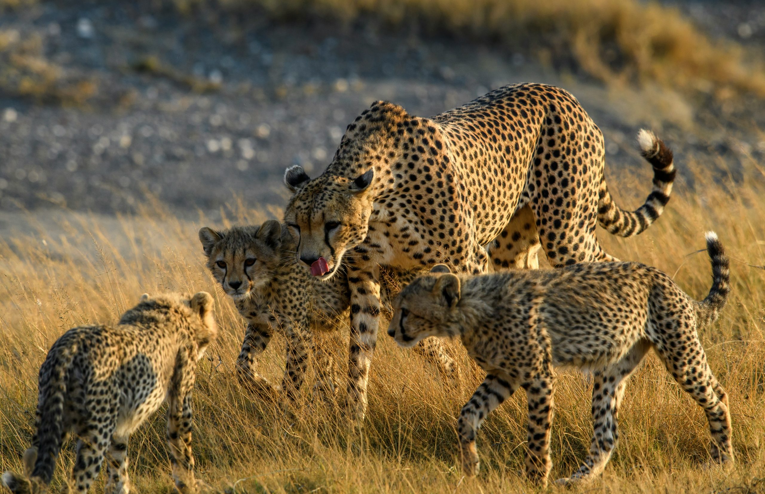 The Tanzania Budget Camping Safari