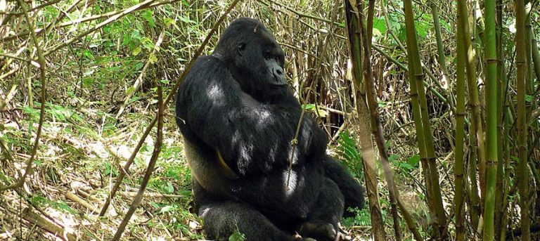 Rwanda Gorilla Primates Safari Highlights