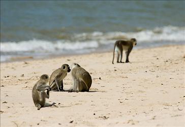 Uganda Pearl Safari Highlights