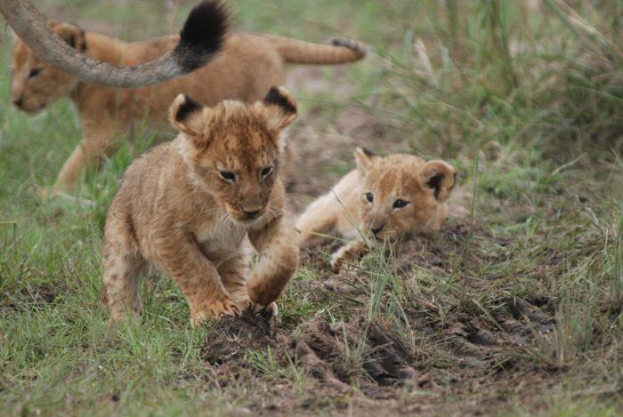 The Kenya Honeymoon in the Wild