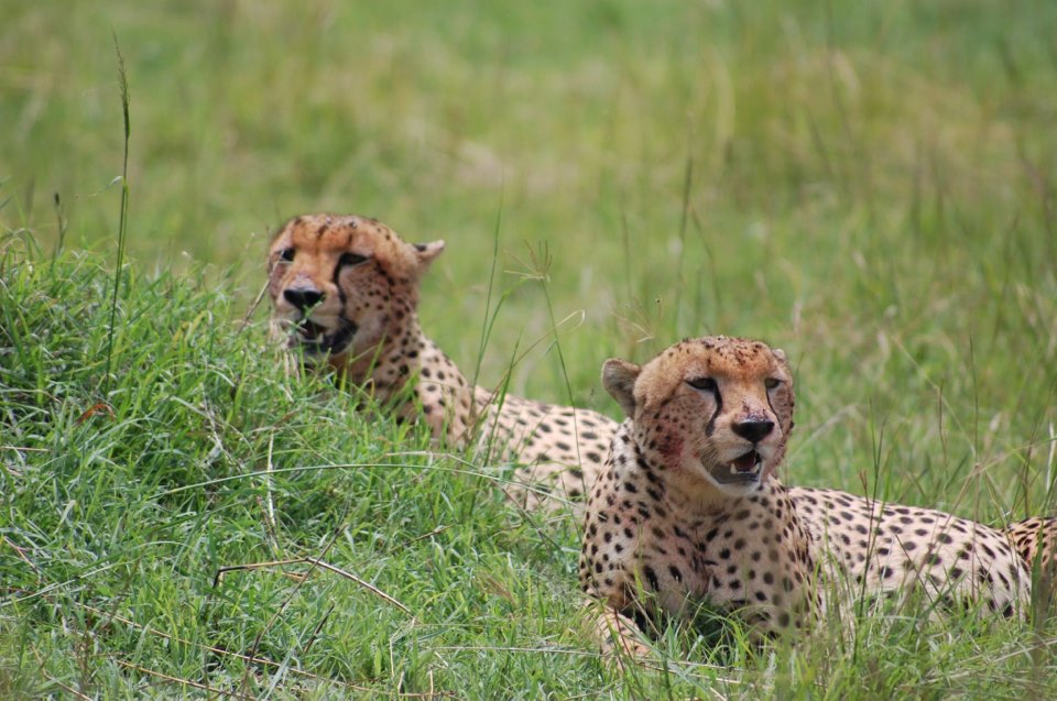 Why Choose a Local Tanzania Safari Operator