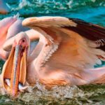 Tanzania Safari Itinerary Guide