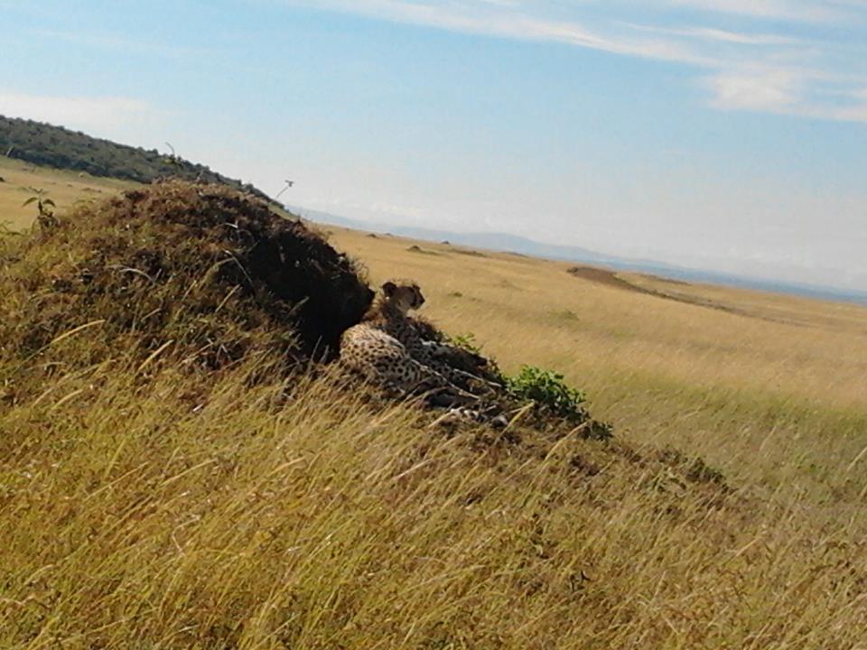 Best Time for Masai Mara Safari 