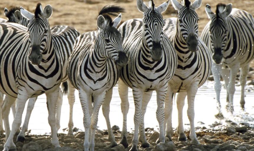 Lake Elementaita Wildlife Sanctuary