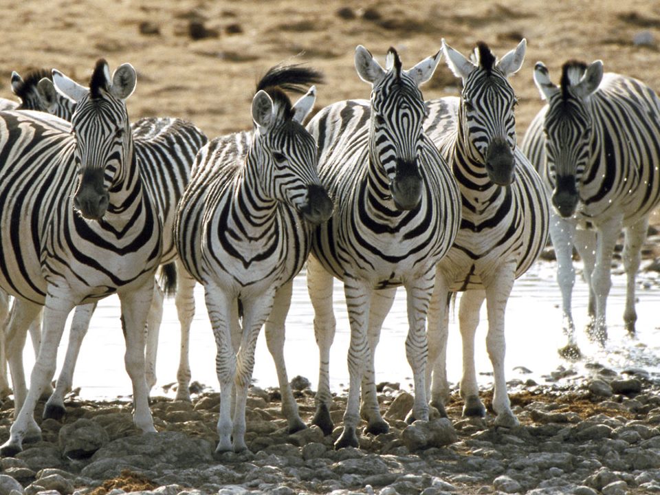 Lake Elementaita Wildlife Sanctuary – Flamingos, Rift Valley Views & Tranquil Safari in Kenya