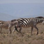 Luxury Tanzania Safari Experience