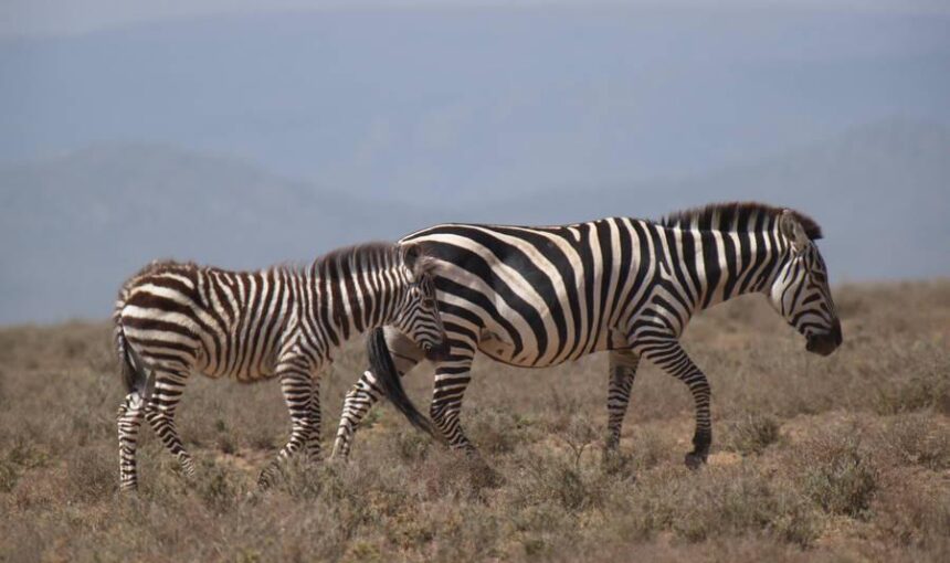 Luxury Tanzania Safari Experience