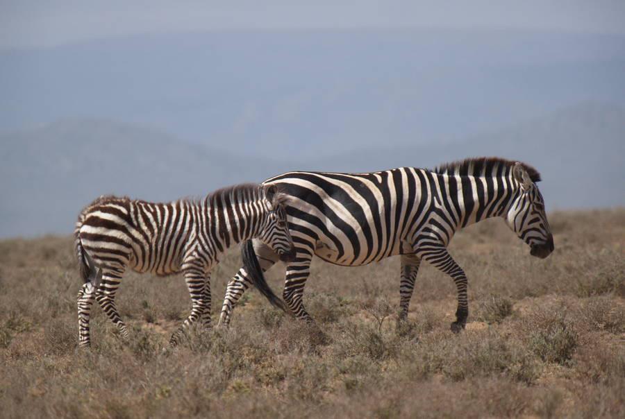 Luxury Tanzania Safari Experience
