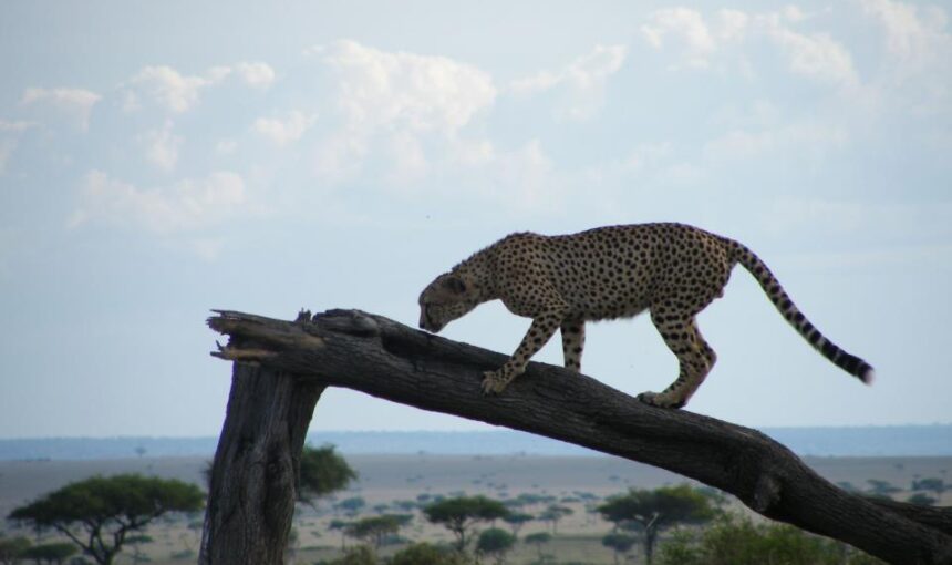 Kenya eVisa Everything you Need to Know