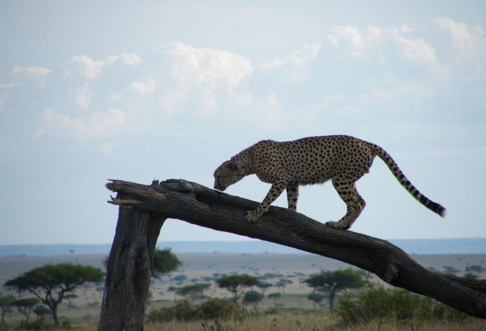 Kenya eVisa Everything you Need to Know