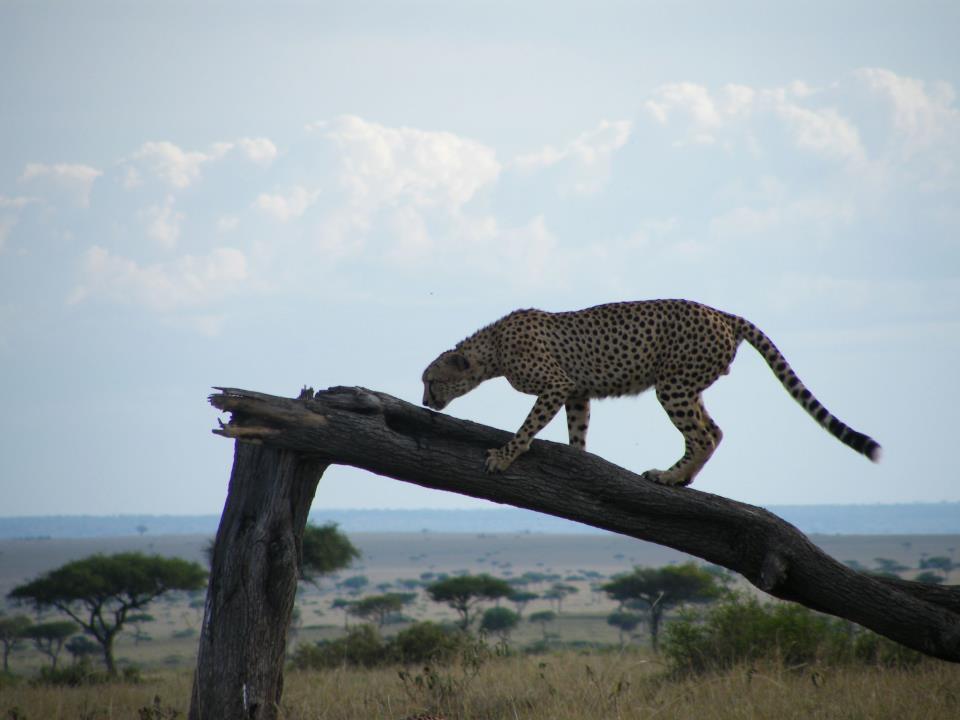Best Places for a Safari in Kenya