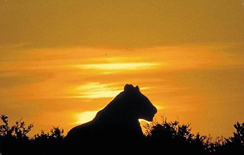 What to do in Amboseli National Park