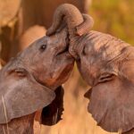 The Kenya Bush to Beach Safari Adventure