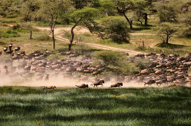 Masai Mara National Reserve – Great Migration & Luxury Safari in Kenya