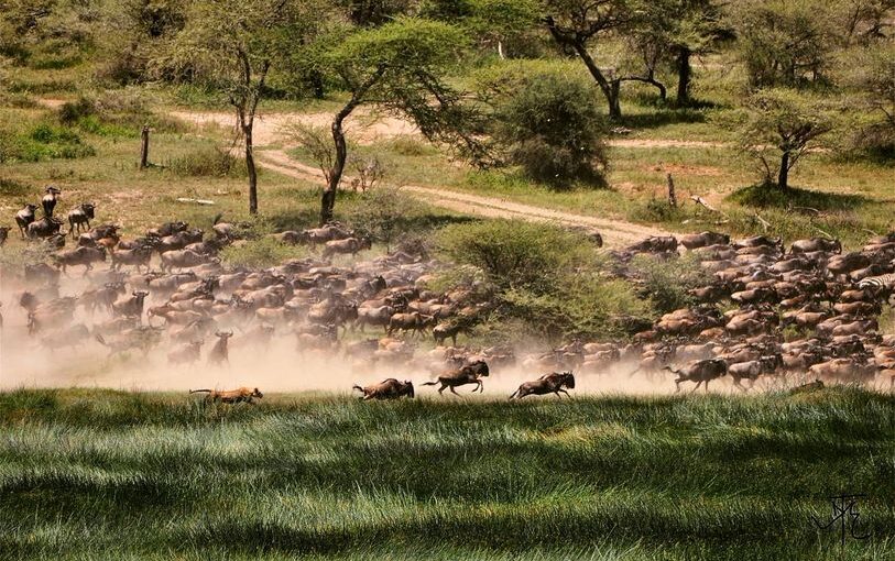 Trip highlights for Kenya Safari