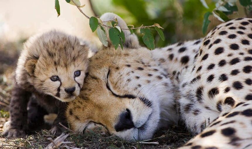 SAMBURU NATIONAL RESERVE