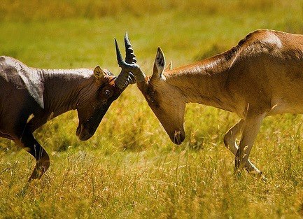 Safari in Kenya