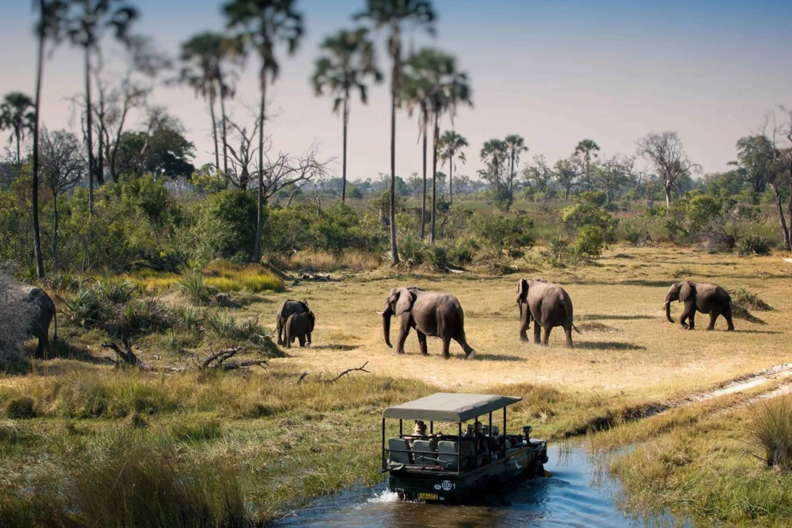 Serengeti National Park Safari Guide 