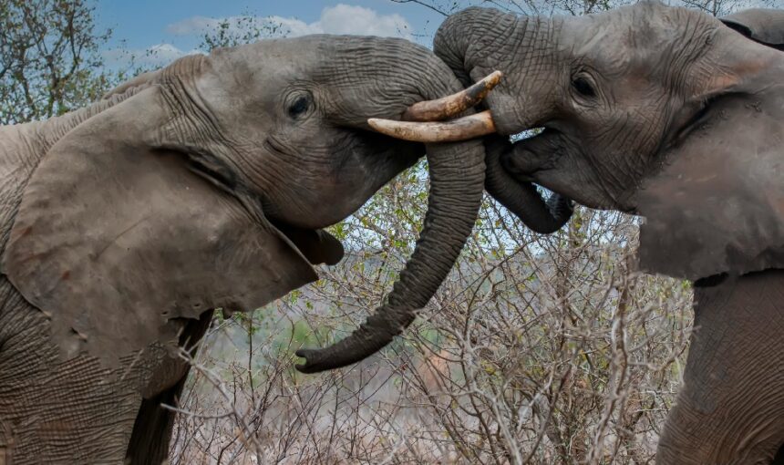 Amboseli National Park